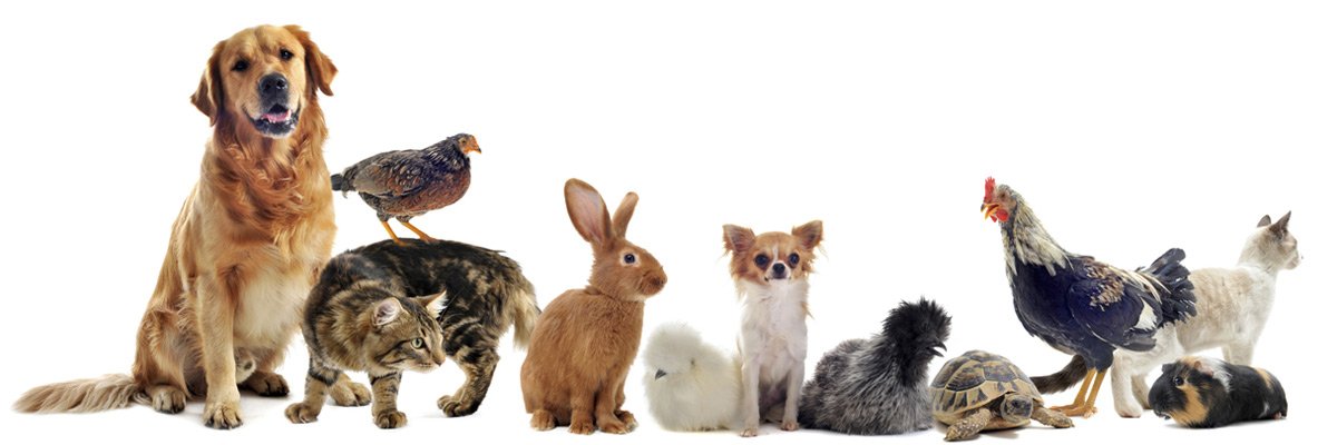 dr mustafa veterinary clinic group of pets