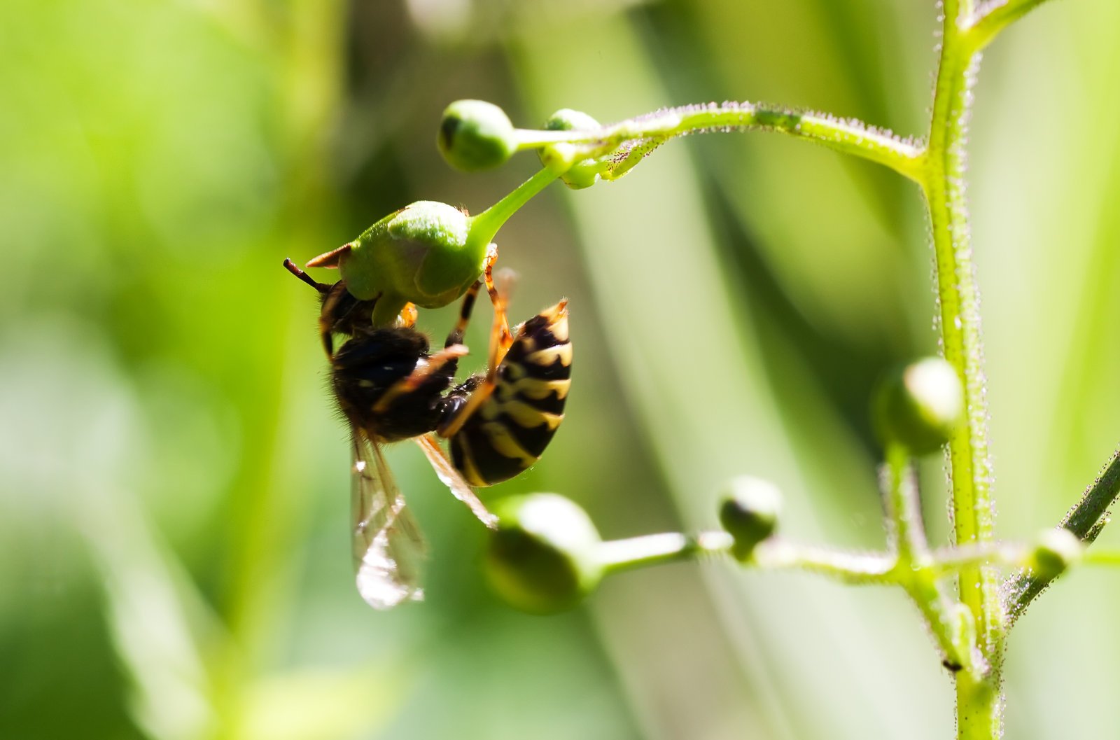 Wasp Removal, Experienced Bee Keepers, San Antonio, TX