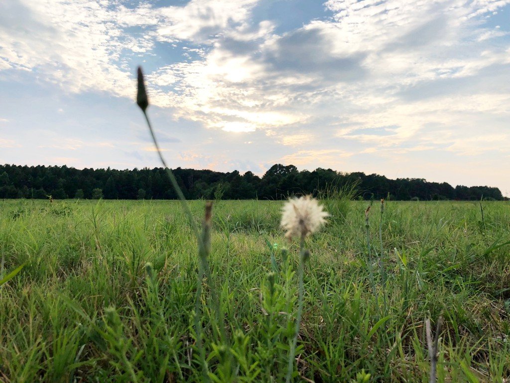 Natural Green Burial Fayetteville, NC Funeral Burial Plot