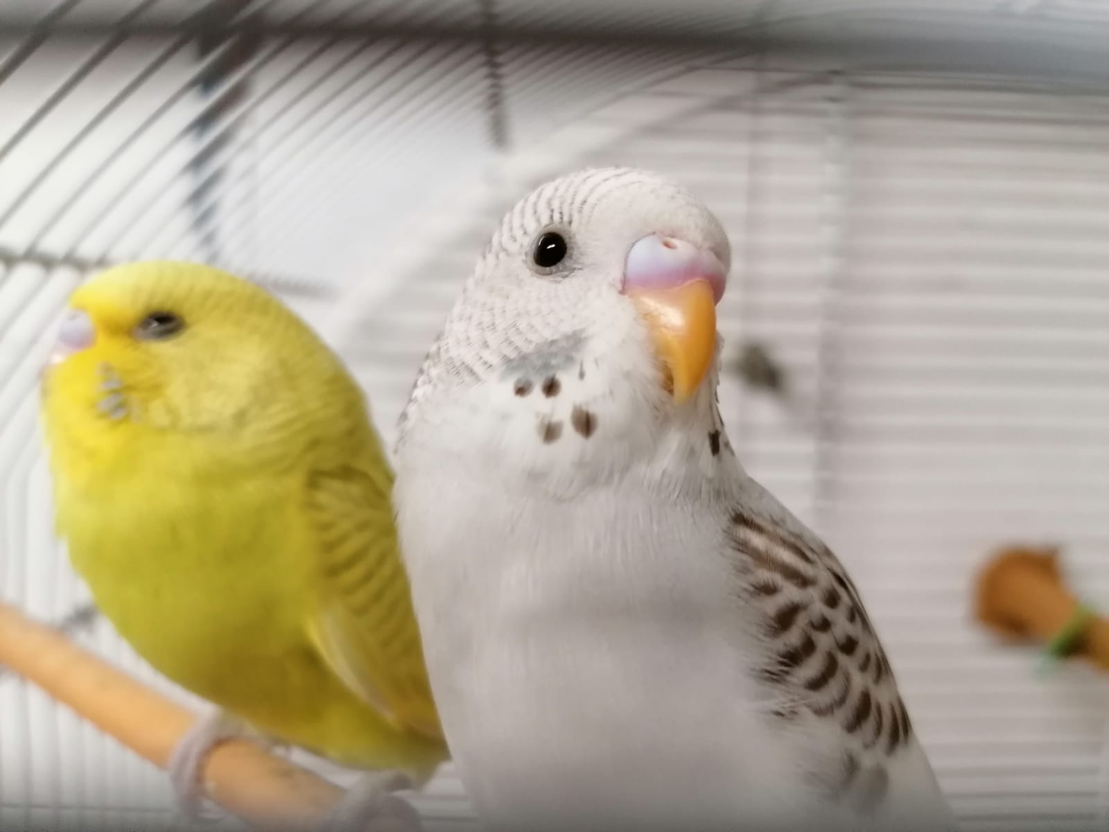 Toelettatura Milano Argo pet shop