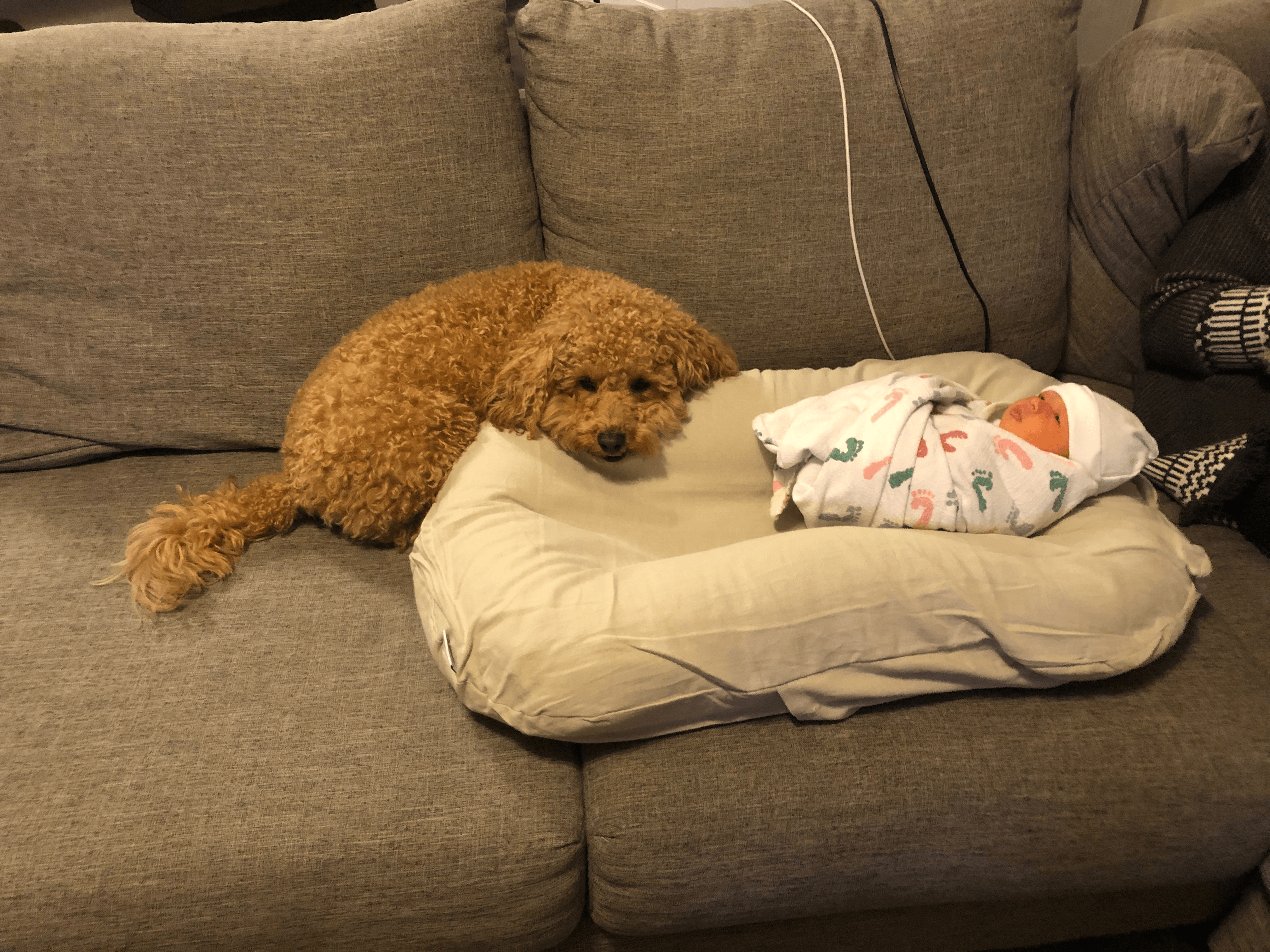 Sleeping Dog and Baby — St. Louis, MO — PetImpact! Dog Training