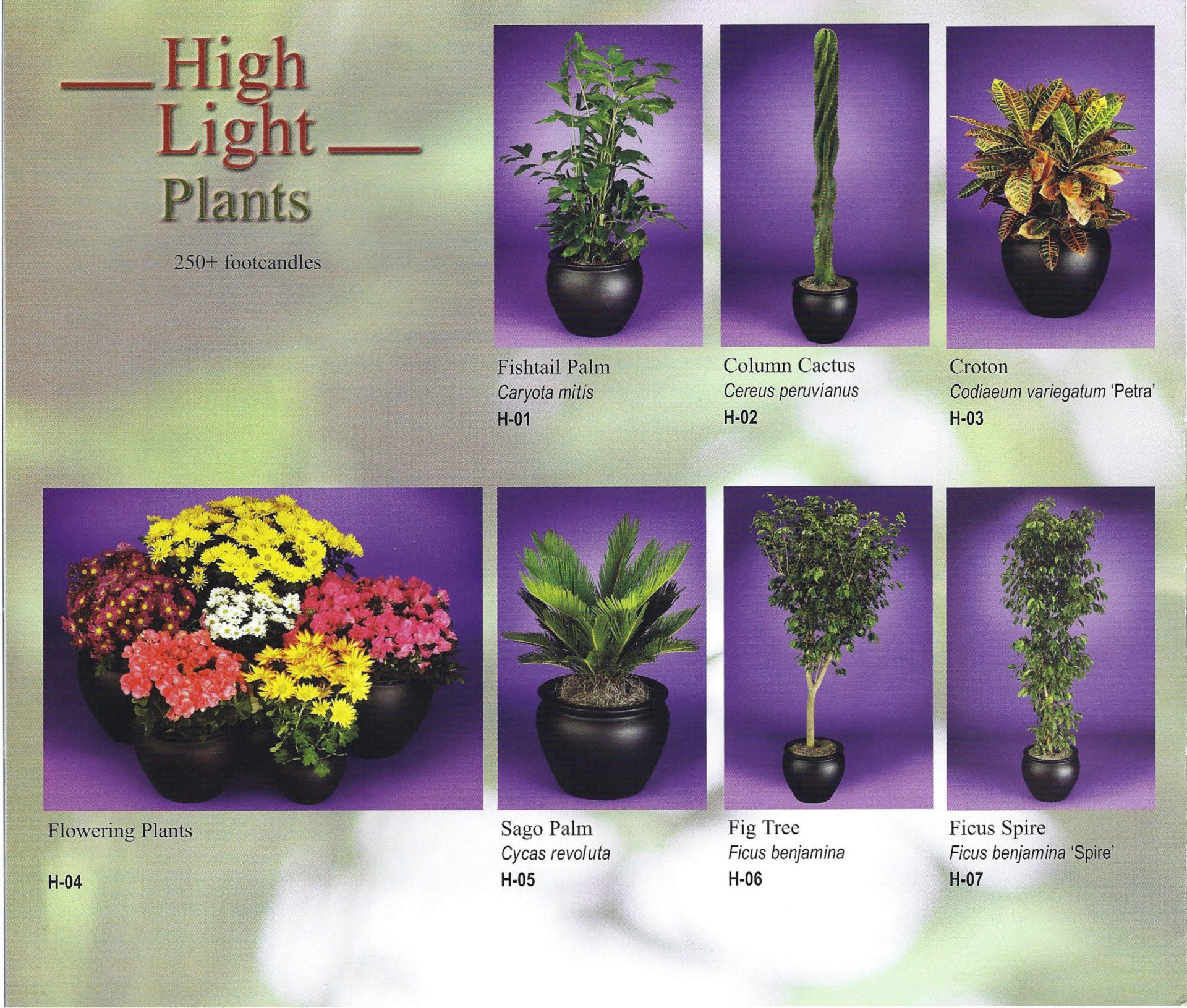 HighLight Plants