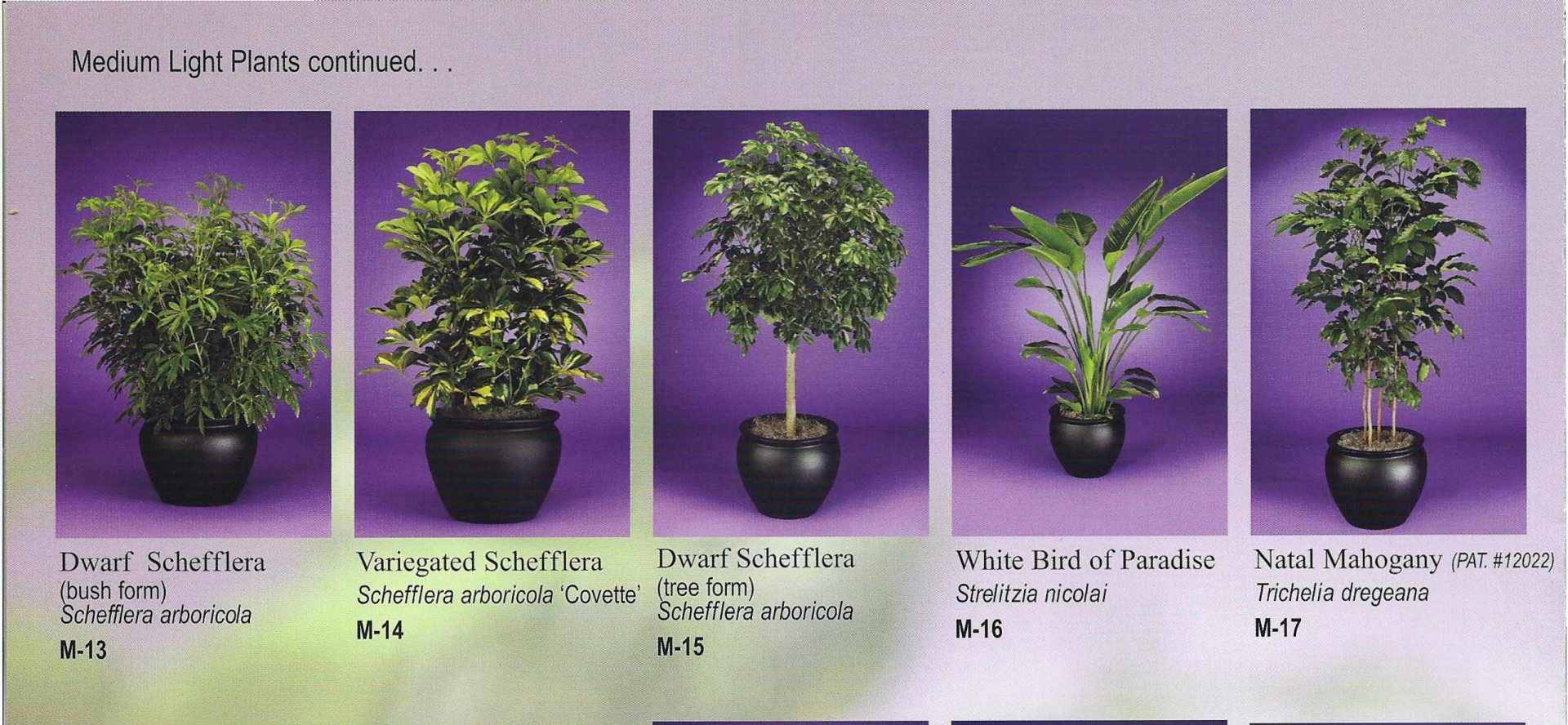 MediumLight Plants