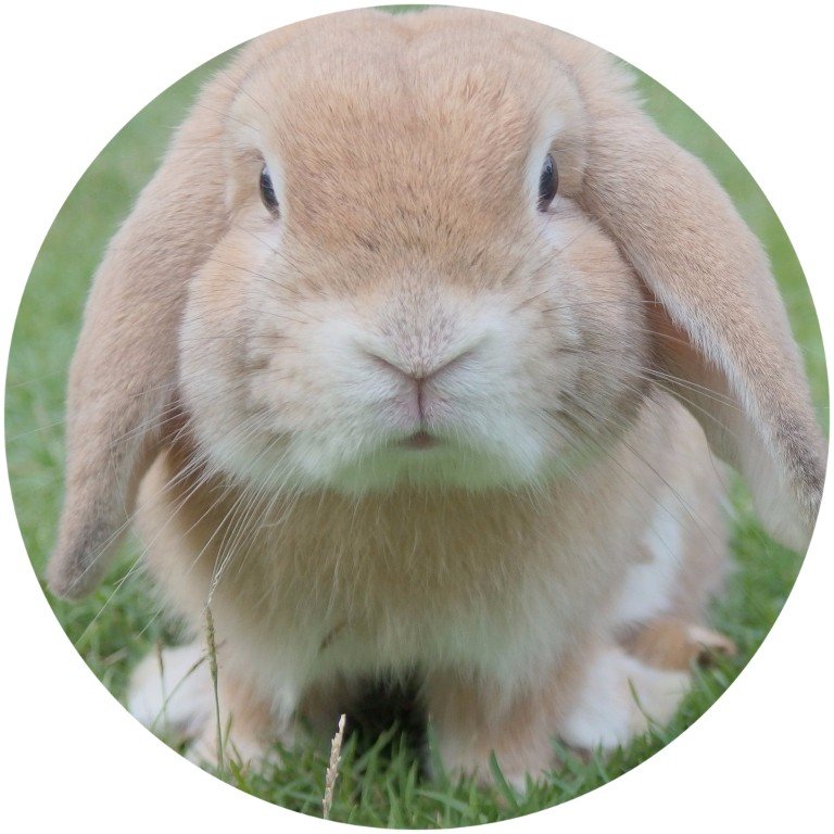 Custom Built Rabbit Hutches Hunter Shed Masters