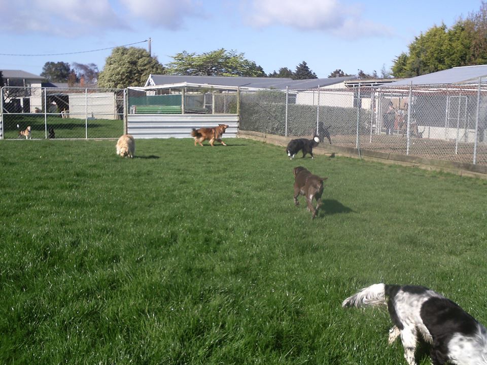 Pet Carers Invercargill, NZ Lornewood Kennels & Cattery