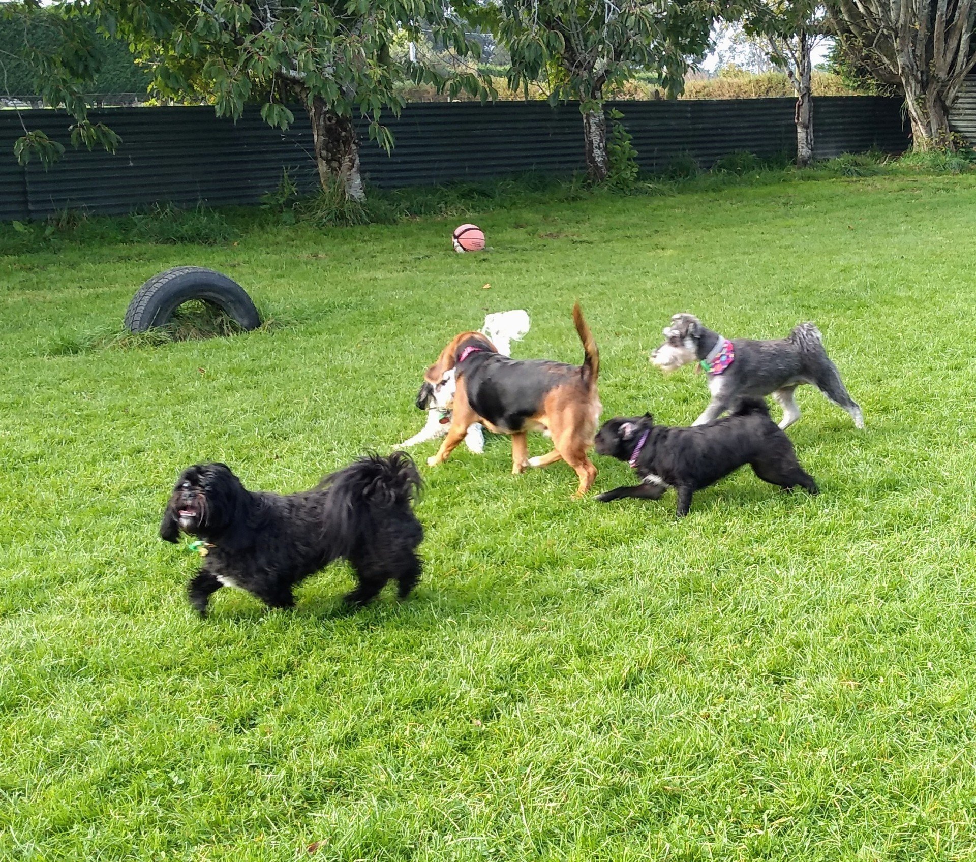 Pet Carers Invercargill, NZ Lornewood Kennels & Cattery