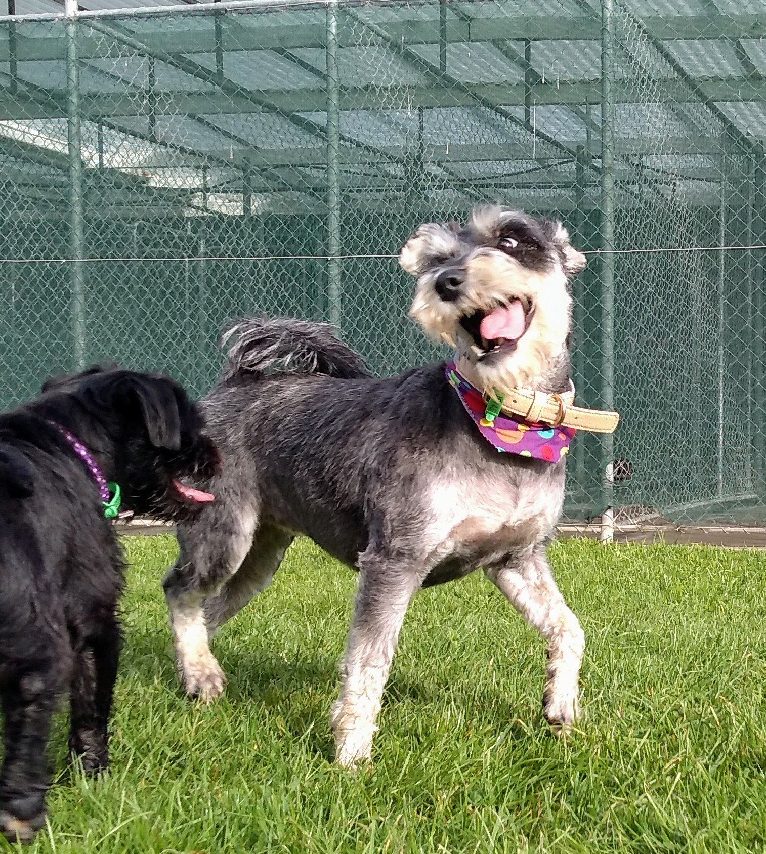 Pet Carers Invercargill, NZ Lornewood Kennels & Cattery