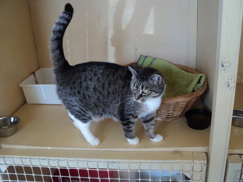 Pet Carers Invercargill, NZ Lornewood Kennels & Cattery