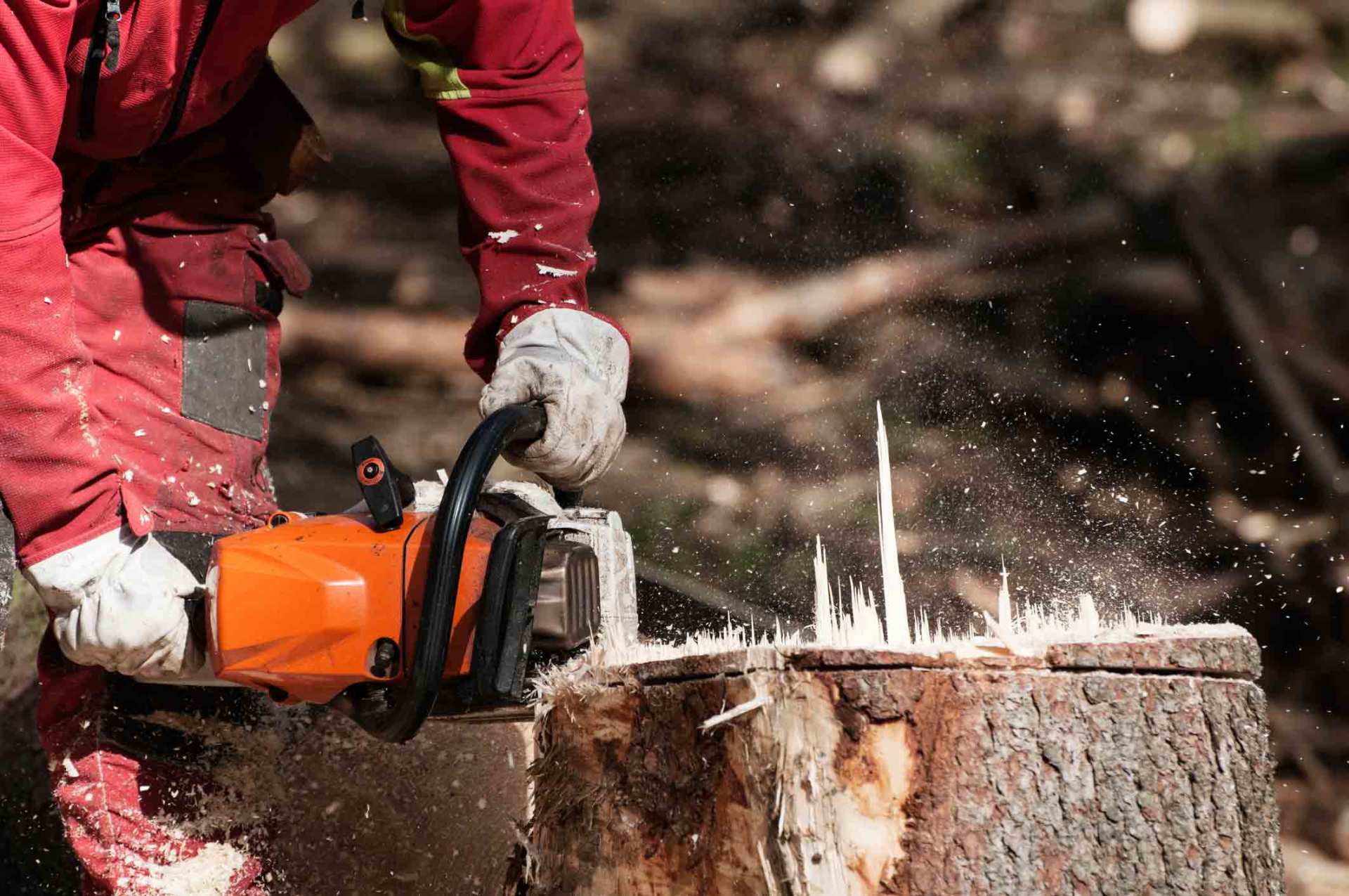 Tree Services St. Louis, MO County Tree Service