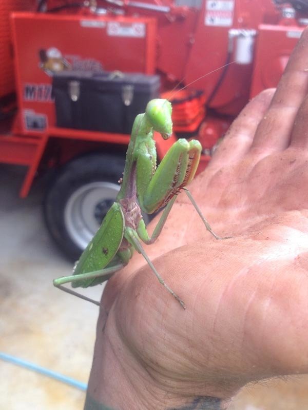 insect on hand
