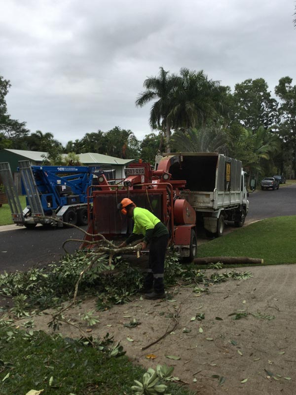 arborist cutting tree