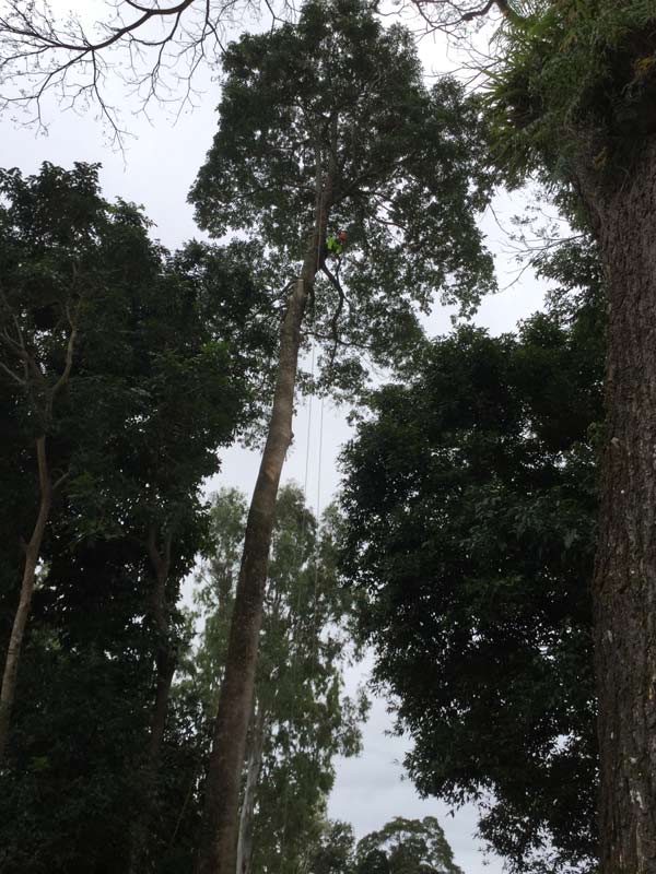 arborist putting ropes in trees