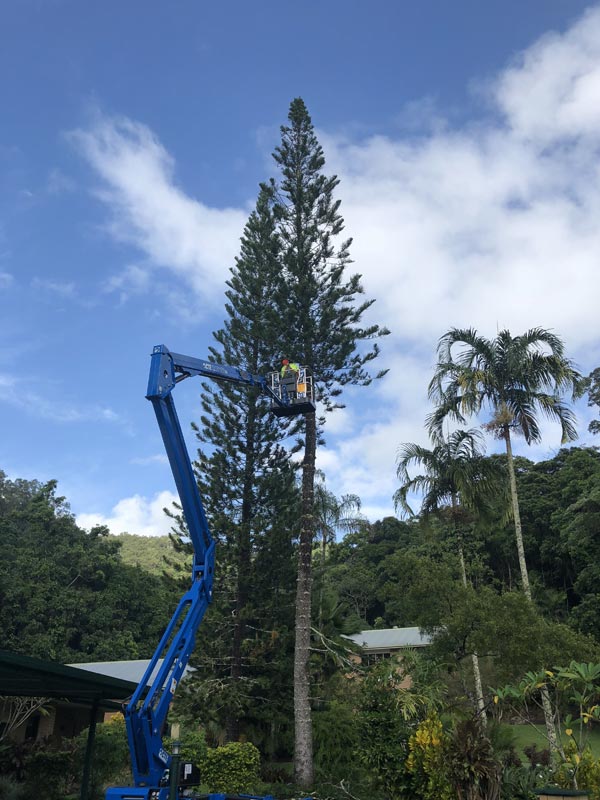 arborist cutting trees