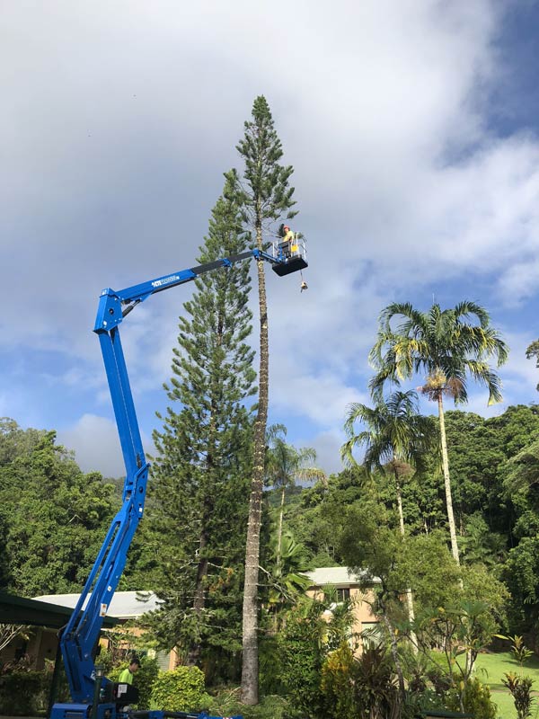 arborist in blue crane cutting tree