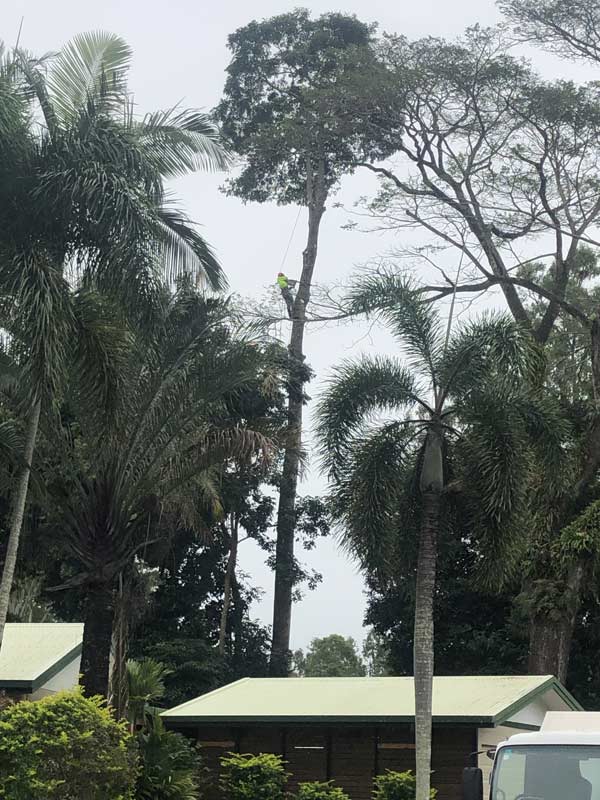 arborist climbing tall tree