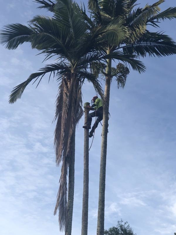 arborist climbing tall trees