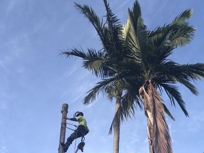 man climbing tree