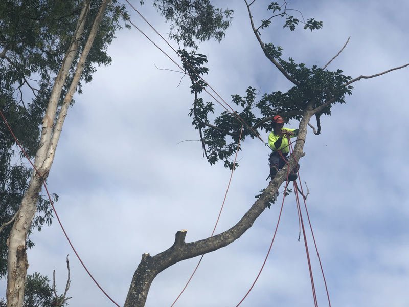 cutting down palm tree