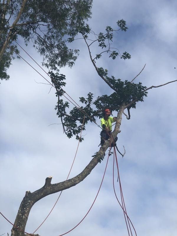 arborist cutting tree
