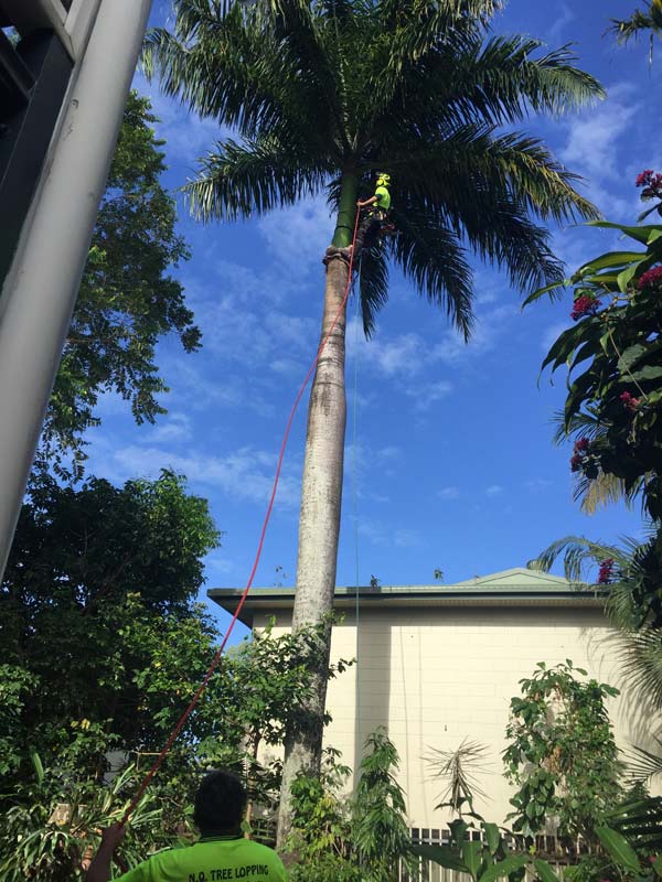 cutting down palm tree