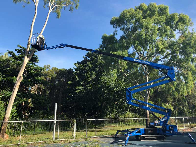 blue crane holding tree