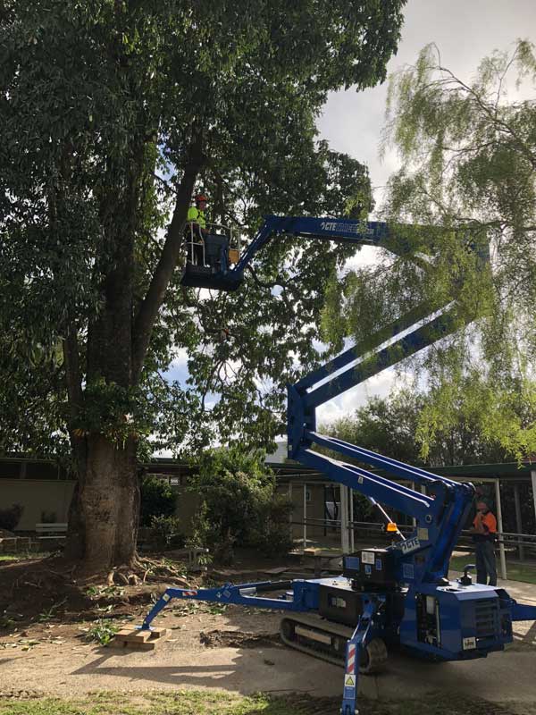 arborist in crane
