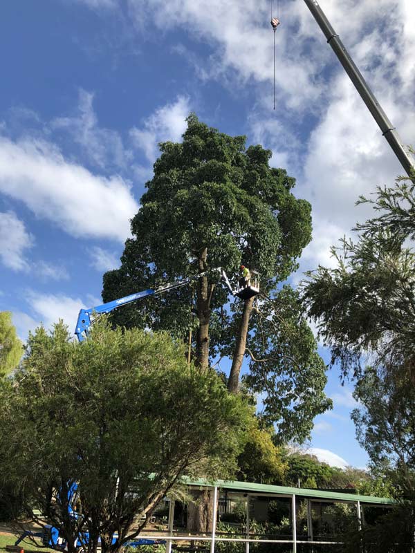 cutting down large tree