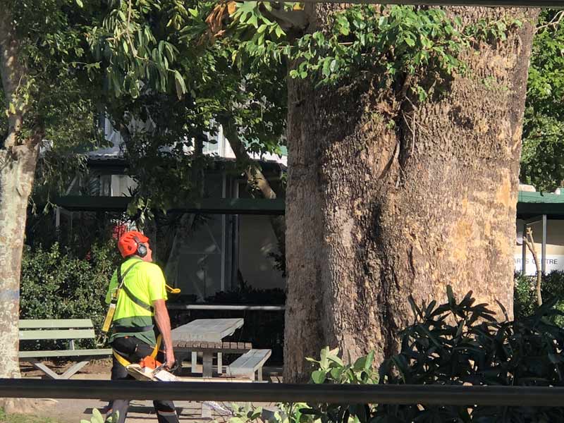 arborist in green shirt
