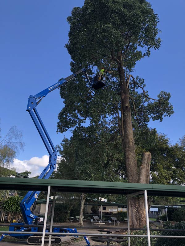 blue crane working on cutting down tree
