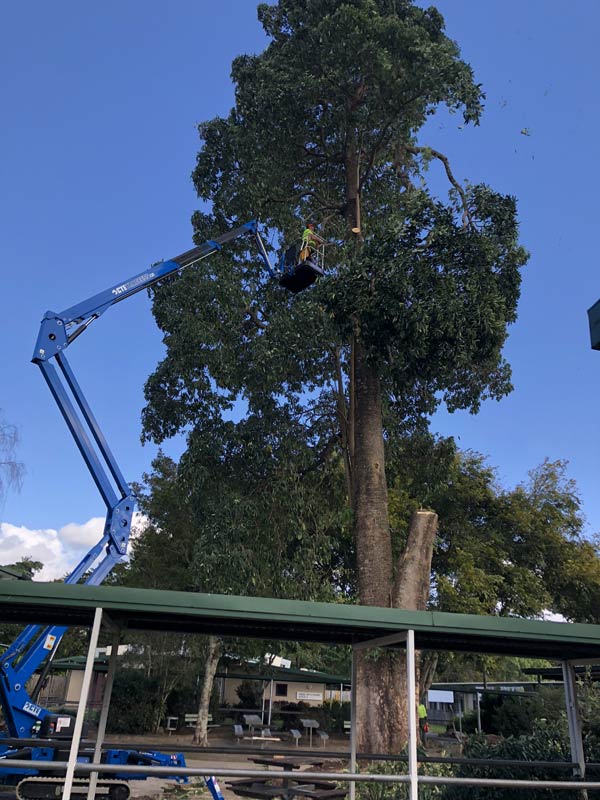 blue crane working on tree