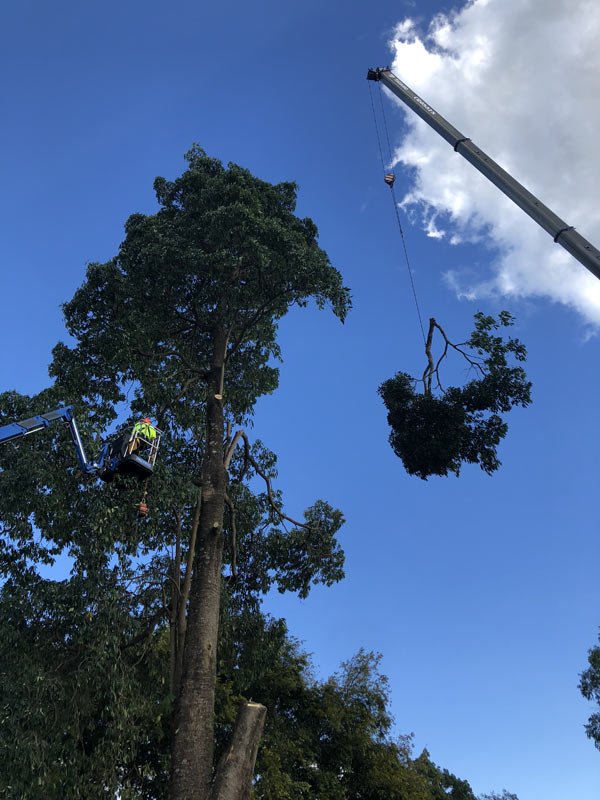 blue crane moving tree branch