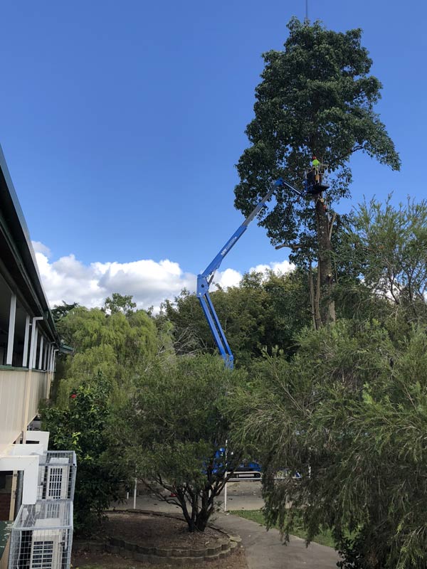 blue crane working on tree