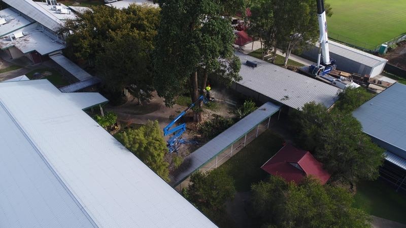 cutting tree in the backyard
