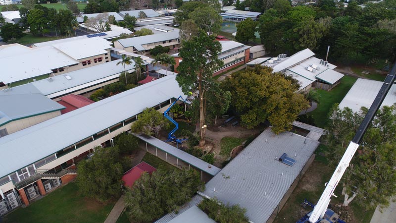 tree being cut down in backyard
