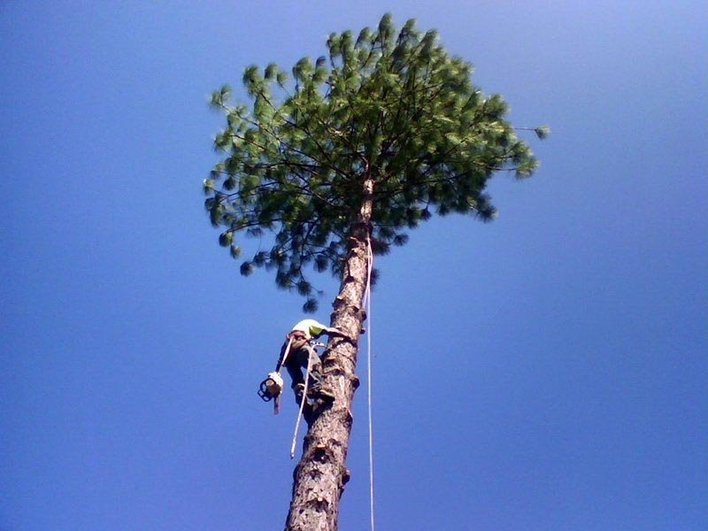 person climbing tree