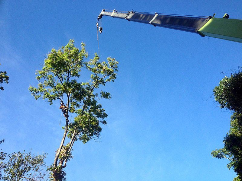 crane helping cut tree
