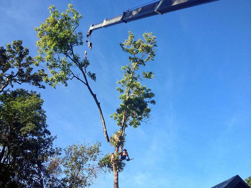 crane lifting cut branch