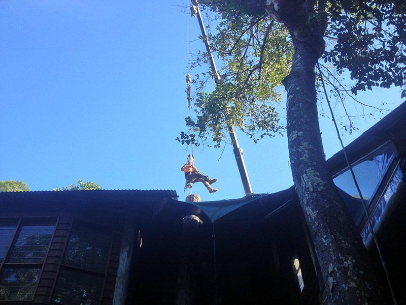 person hanging from tree