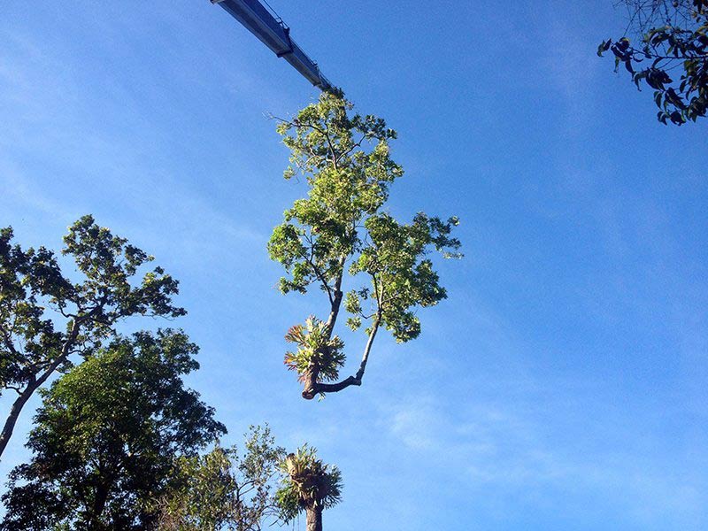 crane lifting branch