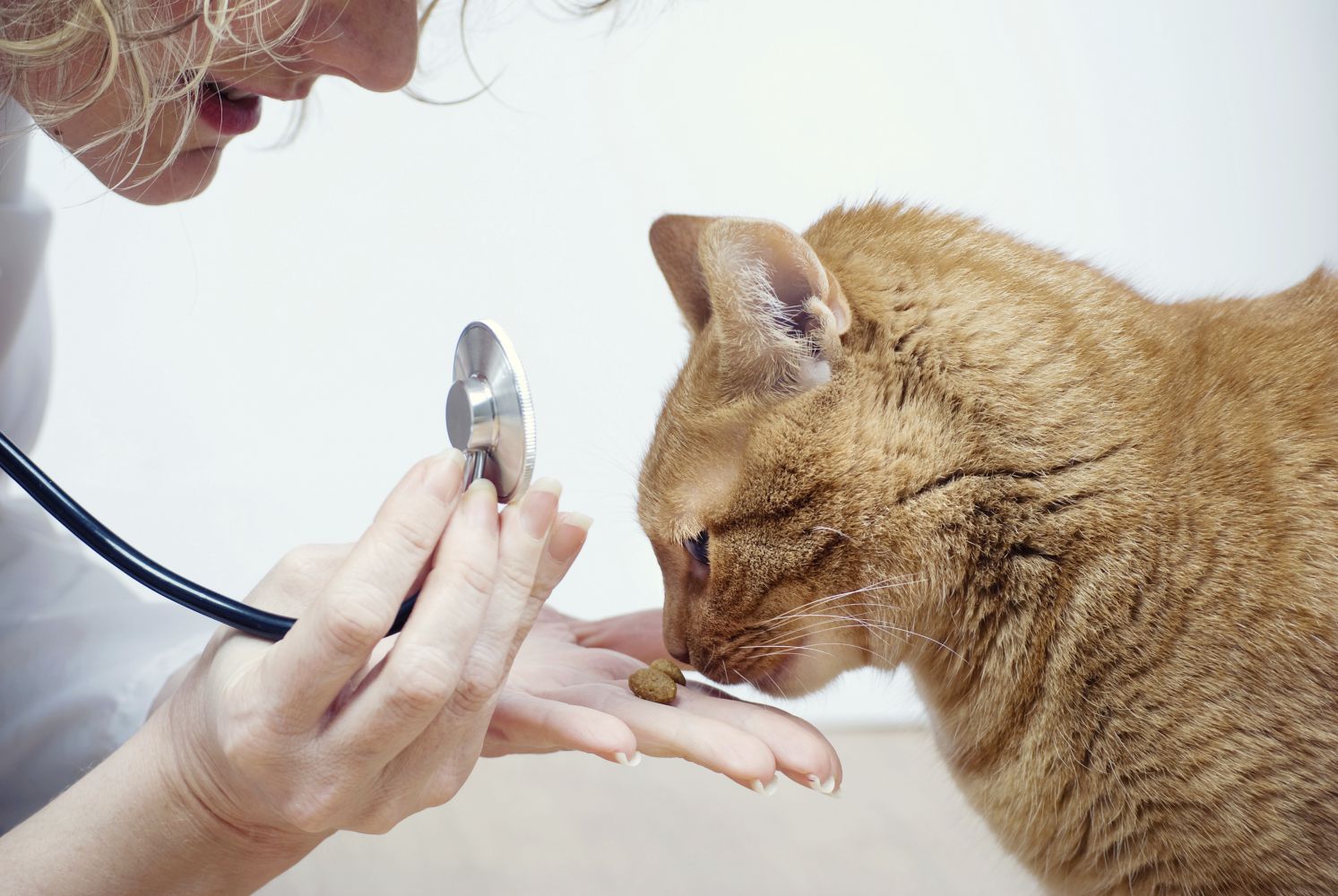 A cat receiving a treat at our veterinary clinic in Enterprise, AL
