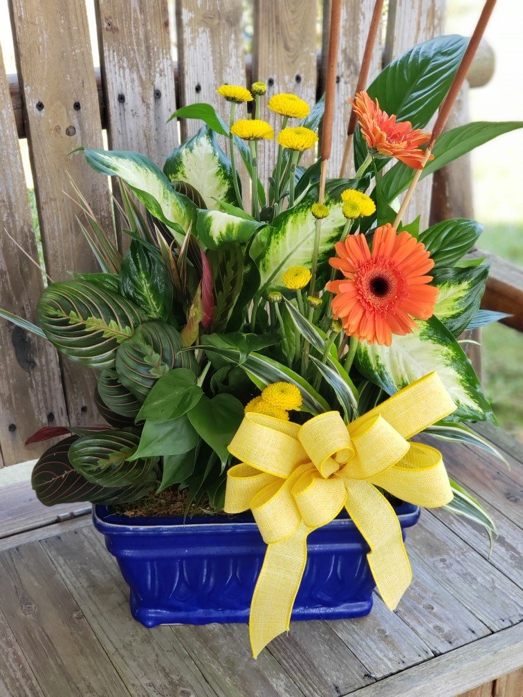 Wilson Flowers & Market Wilson, NC Plants