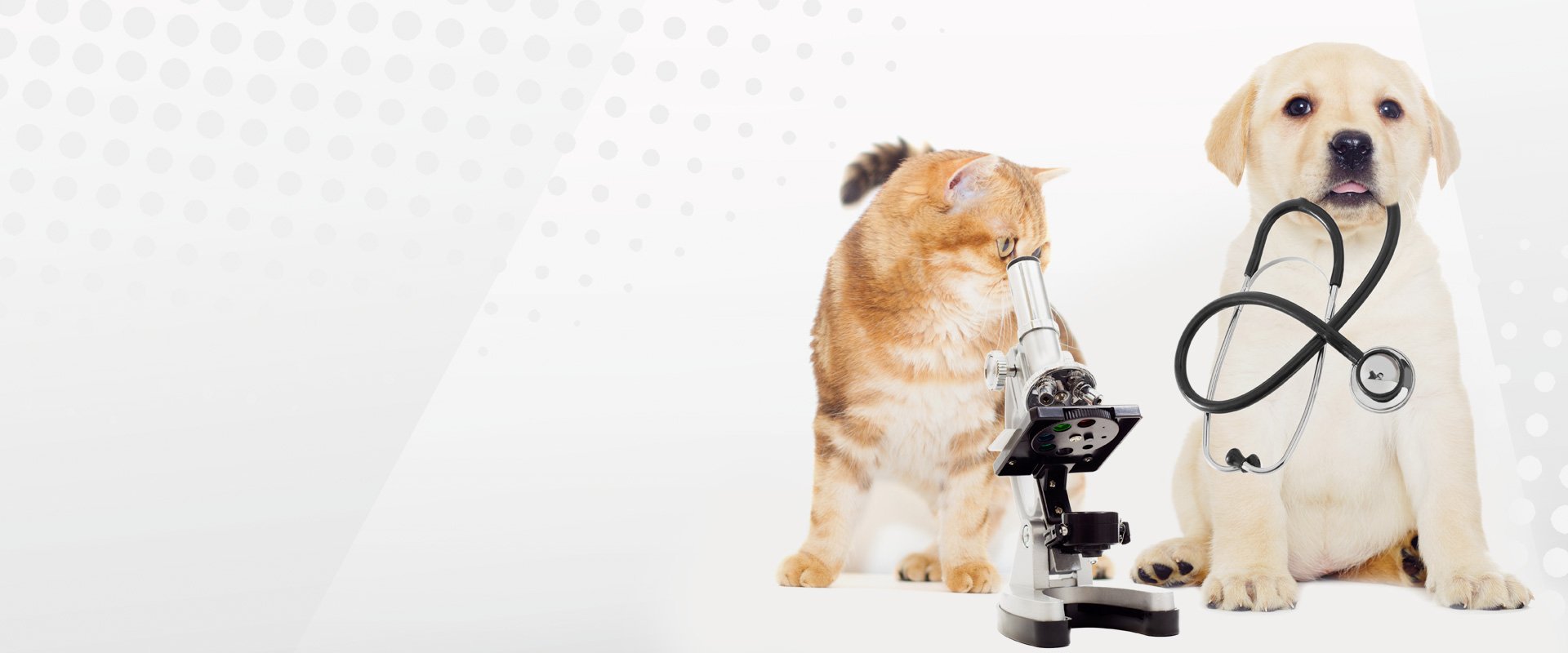 Affordable Veterinary Care Hilton, NY Hilton Veterinary Hospital