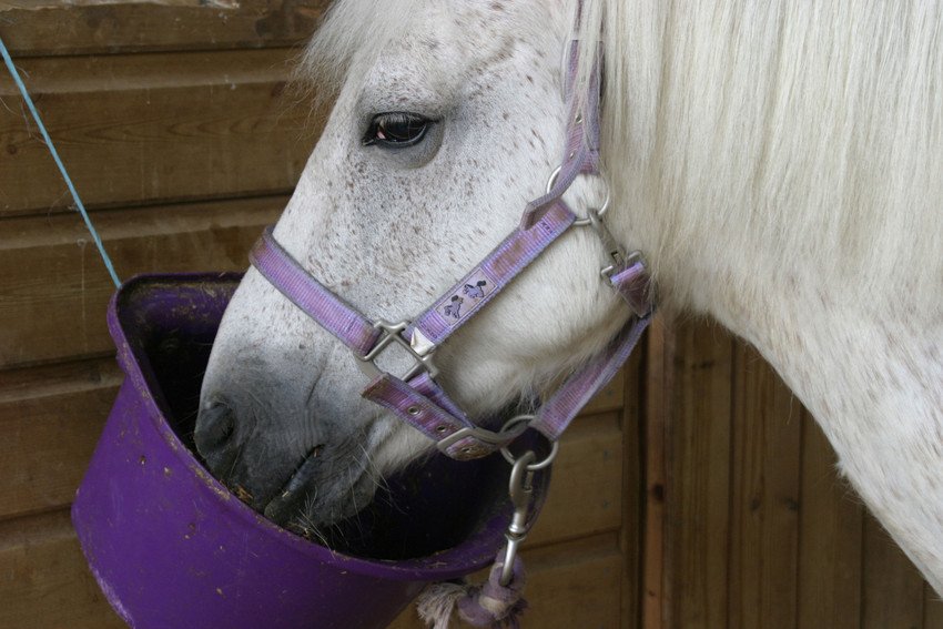 Horses for sale Eden Equestrian Ltd