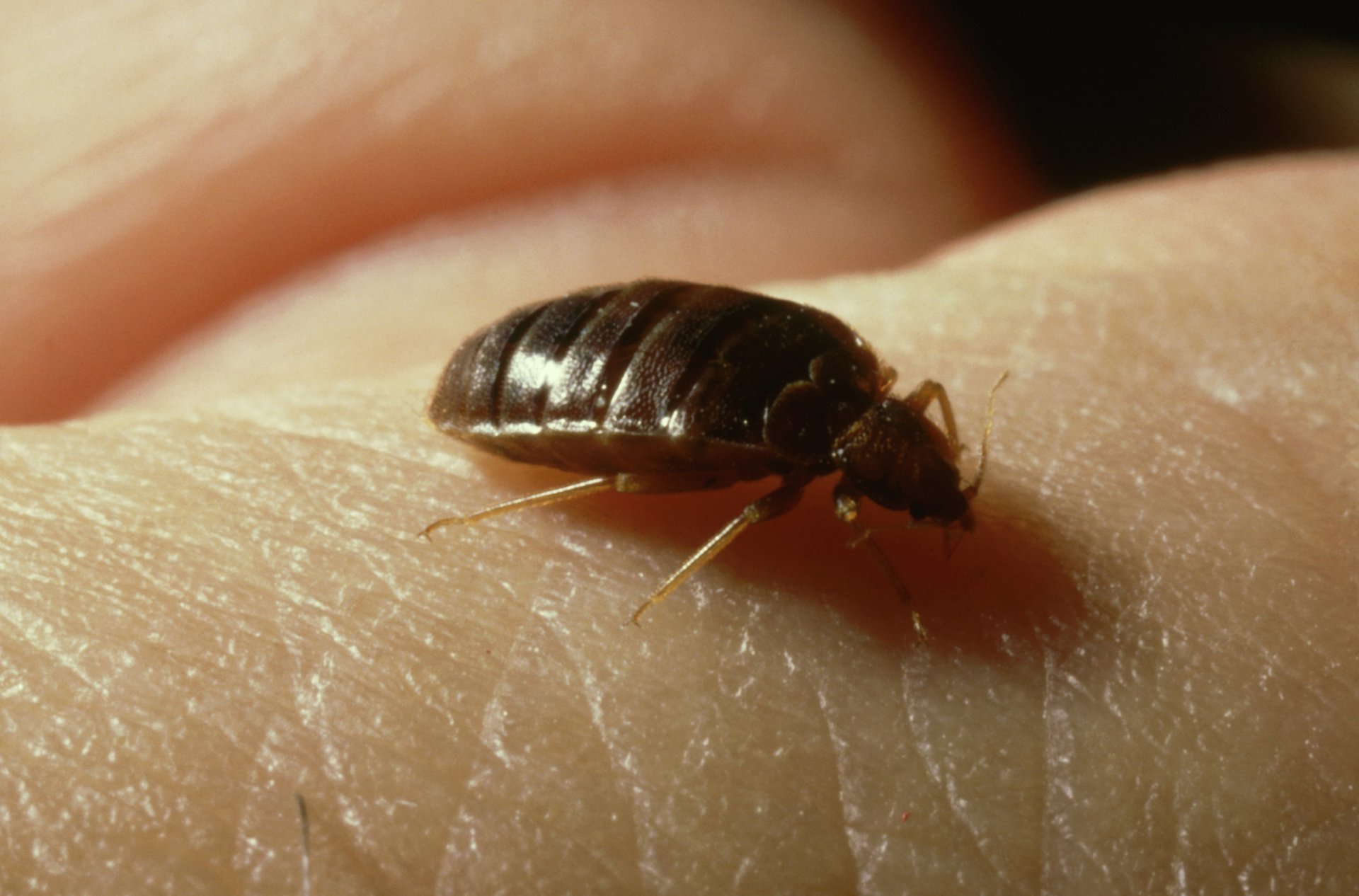 bed bugs removal