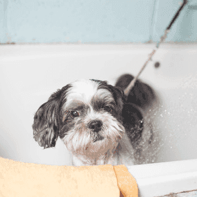 Dog Home Boarding West Yorkshire Dog Home Boarding West Yorkshire