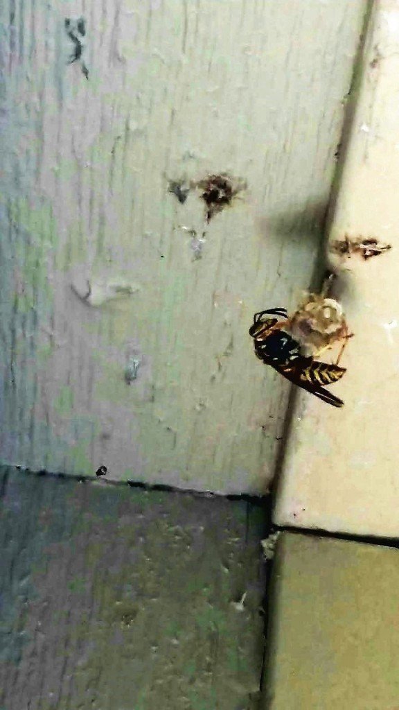 Pest Control Services in Pewaukee, WI