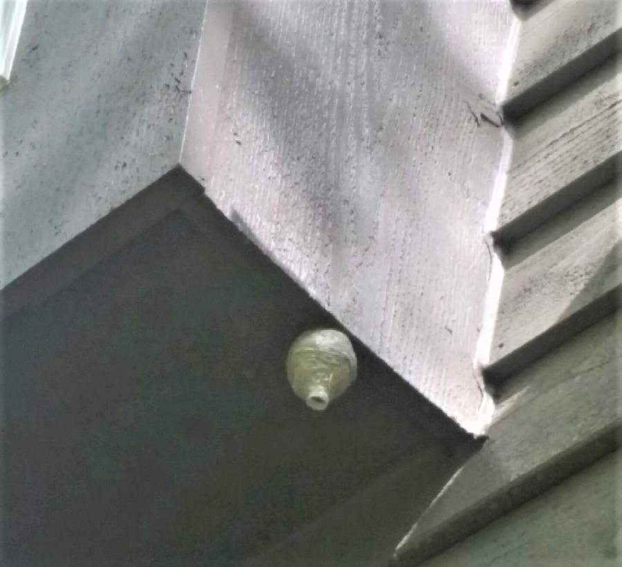 Pest Control Services in Pewaukee, WI