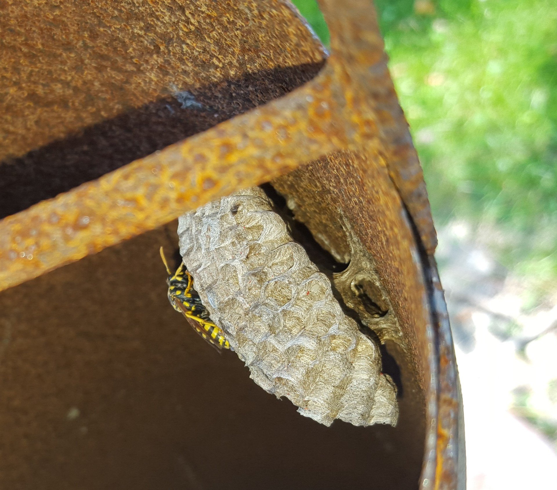 Pest Control Services in Pewaukee, WI