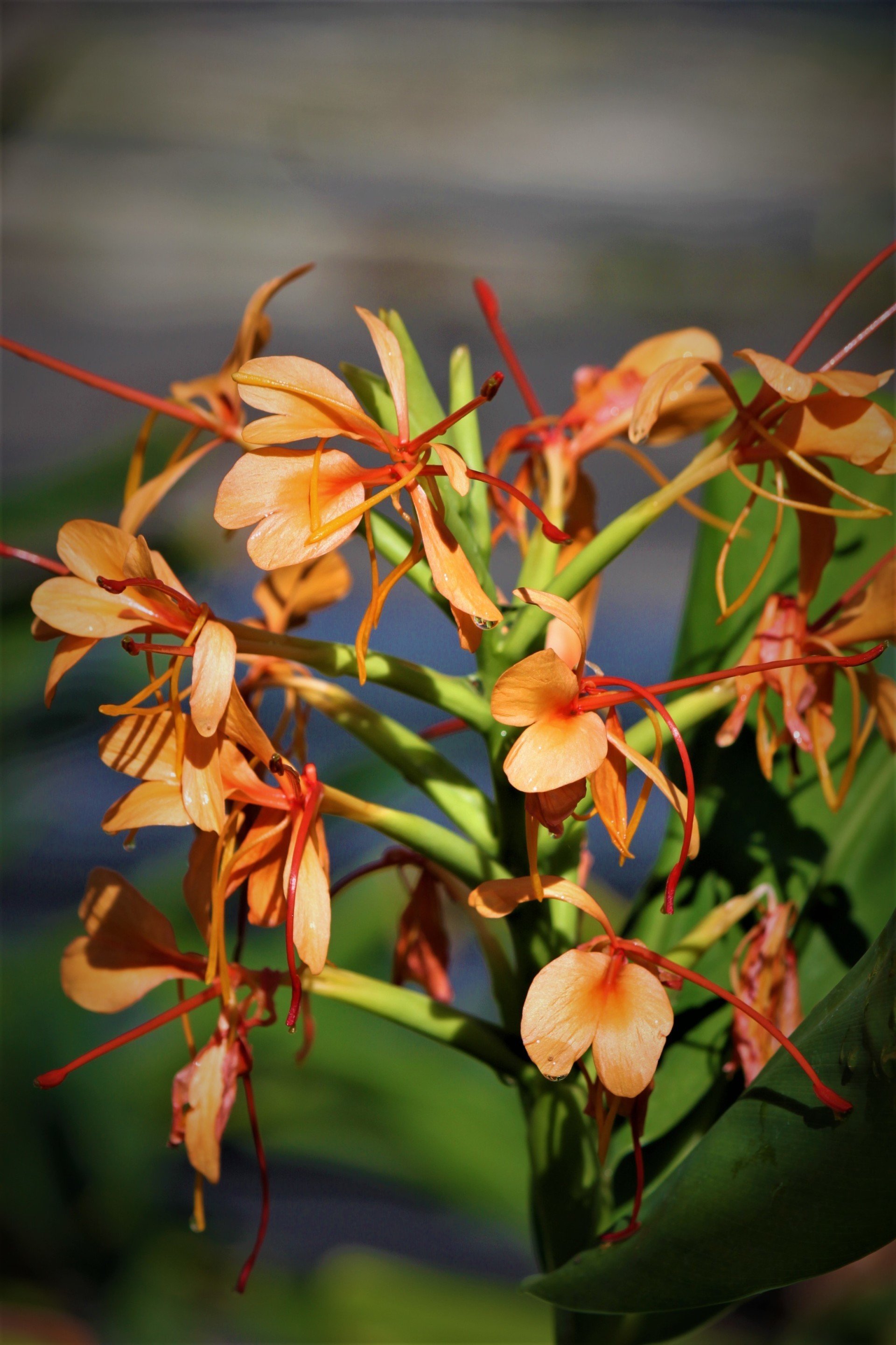 Plant Nursery | Savannah, GA | Savannah’s Secret Gardens