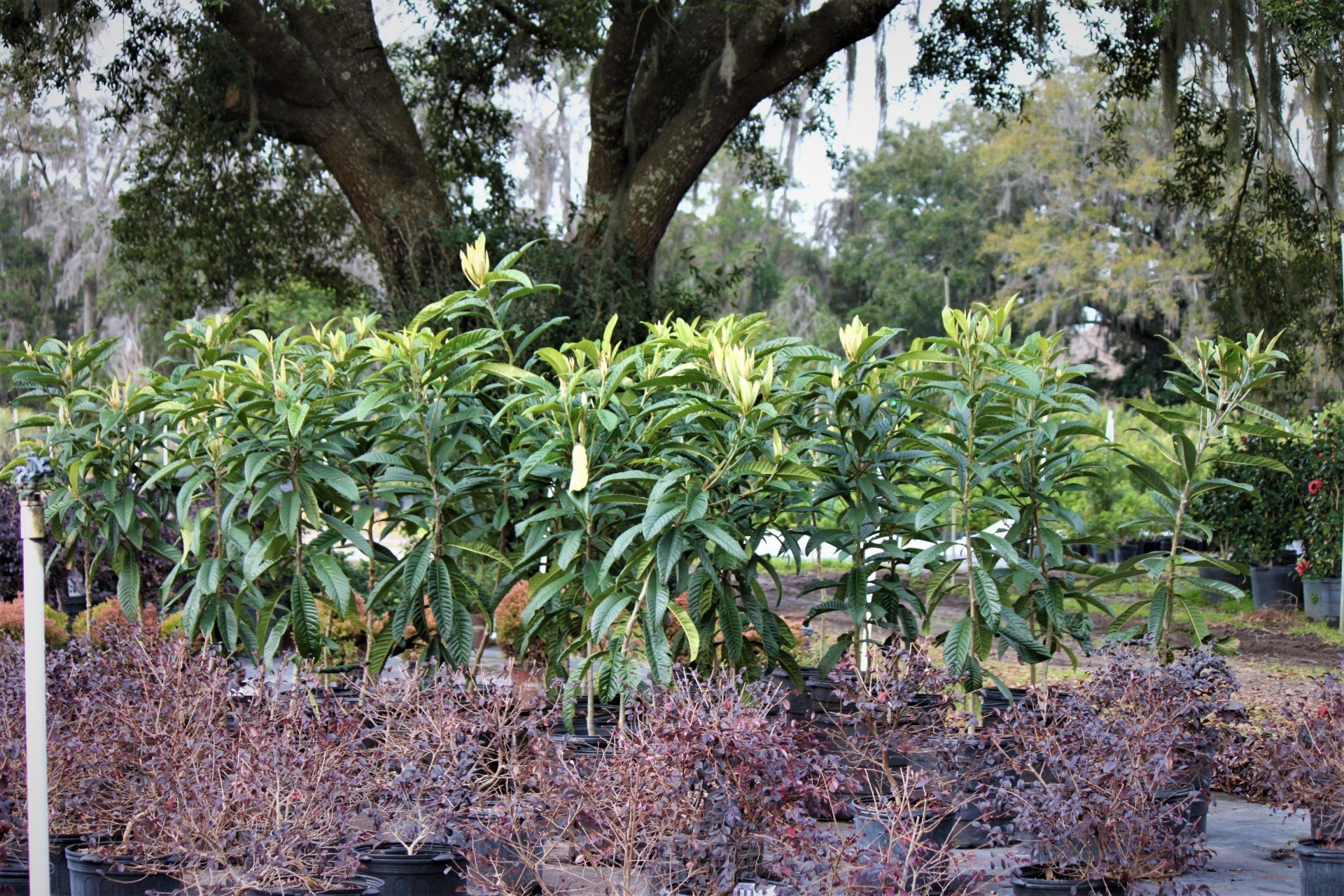 Plant Nursery Savannah, GA Savannah’s Secret Gardens